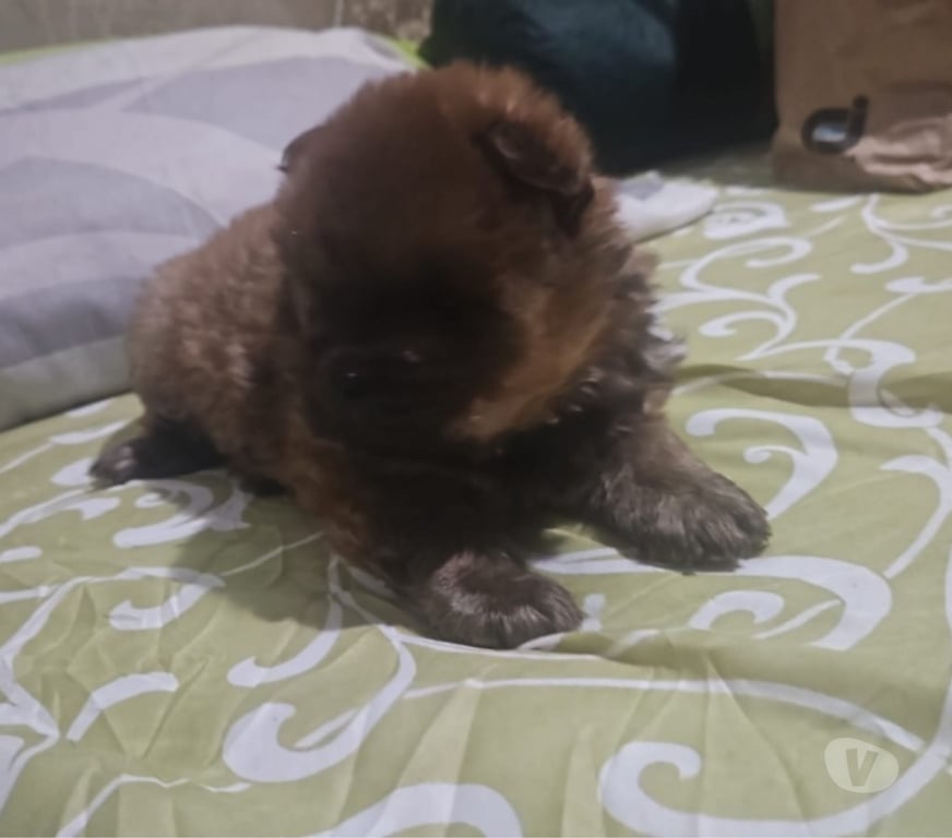 Animais Estimação à Venda Sao Goncalo RJ - Fotos para Chow-chow's a venda