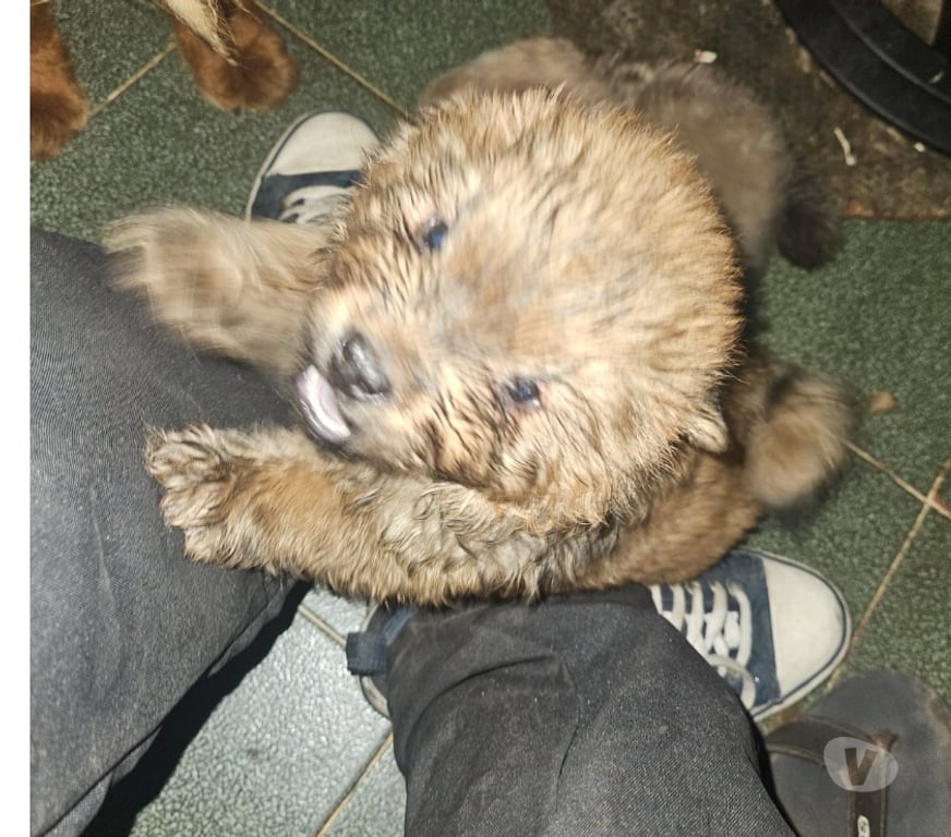 Animais Estimação à Venda Sao Goncalo RJ - Fotos para Chow-chow's a venda