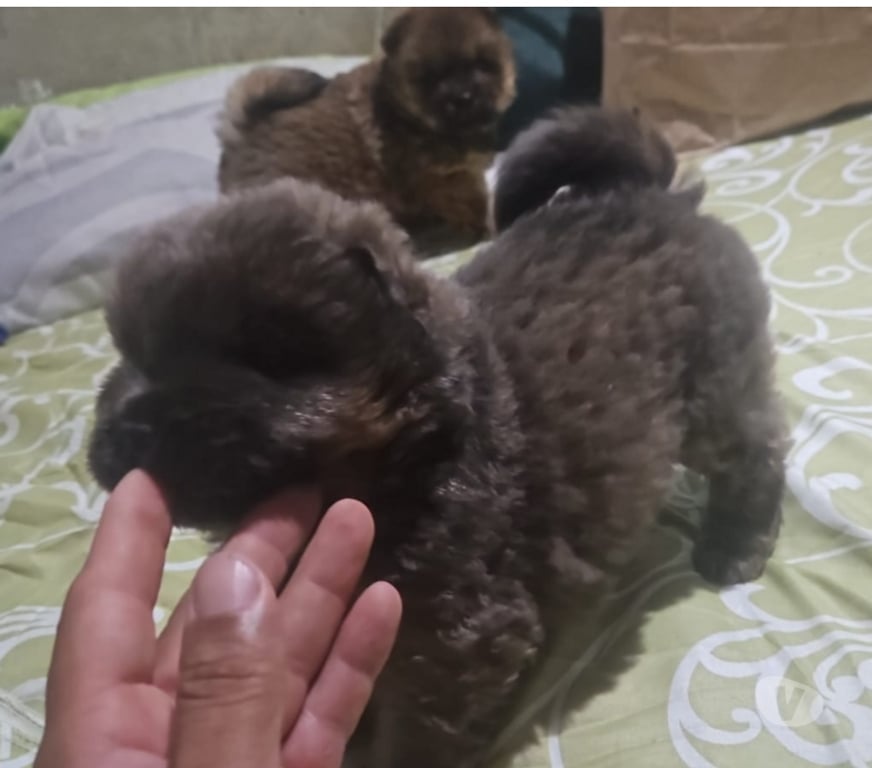 Animais Estimação à Venda Sao Goncalo RJ - Fotos para Chow-chow's a venda