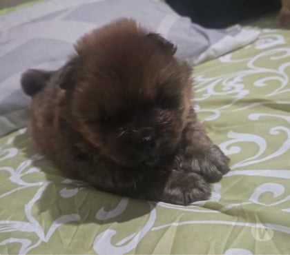 Animais Estimação à Venda - Fotos para Chow-chow's a venda