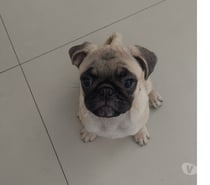 Pug femea filhote