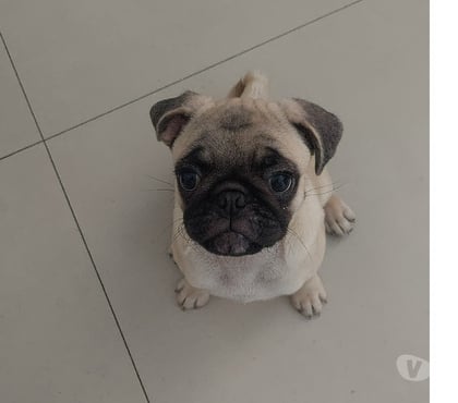 Animais estimação à venda Sé, São Paulo Sao Paulo SP - Fotos para Pug femea filhote