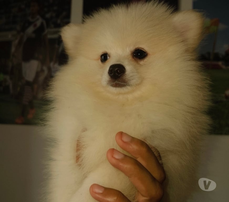 Animais Estimação à Venda Rio de Janeiro RJ São Cristovão - Fotos para Lulu da pomerania macho
