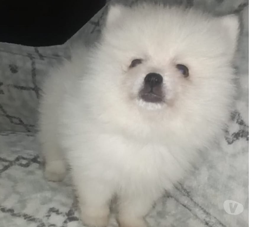 Animais Estimação à Venda Sorocaba SP - Fotos para Spitz Alemão Lulu da Pomerania