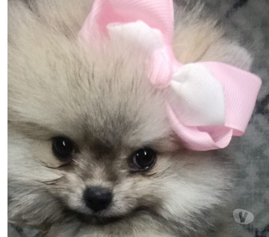 Animais Estimação à Venda Sorocaba SP - Fotos para Spitz Alemão Lulu da Pomerania