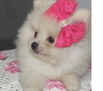 Spitz Alemão Lulu da Pomerania