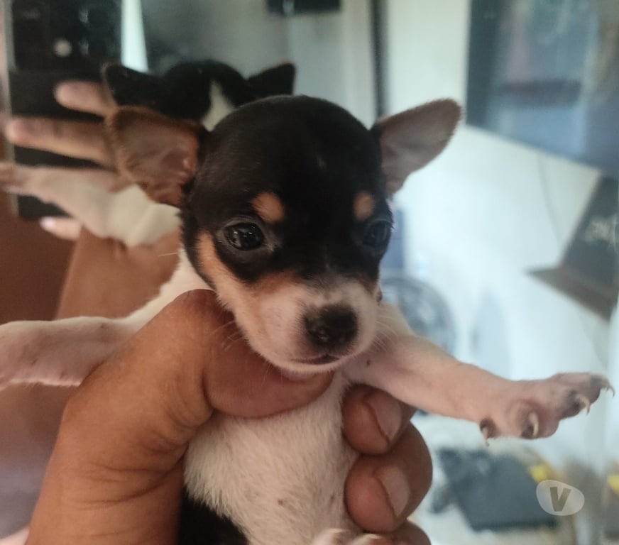 Animais Estimação à Venda Araruama RJ - Fotos para Filhotes de Pincher