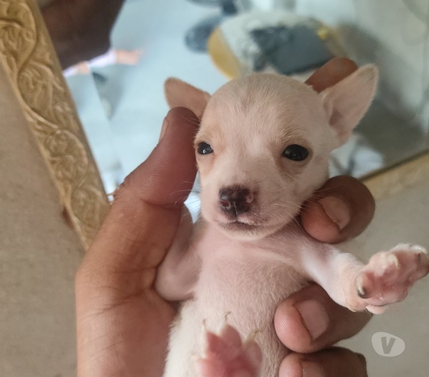 Animais Estimação à Venda Araruama RJ - Fotos para Filhotes de Pincher