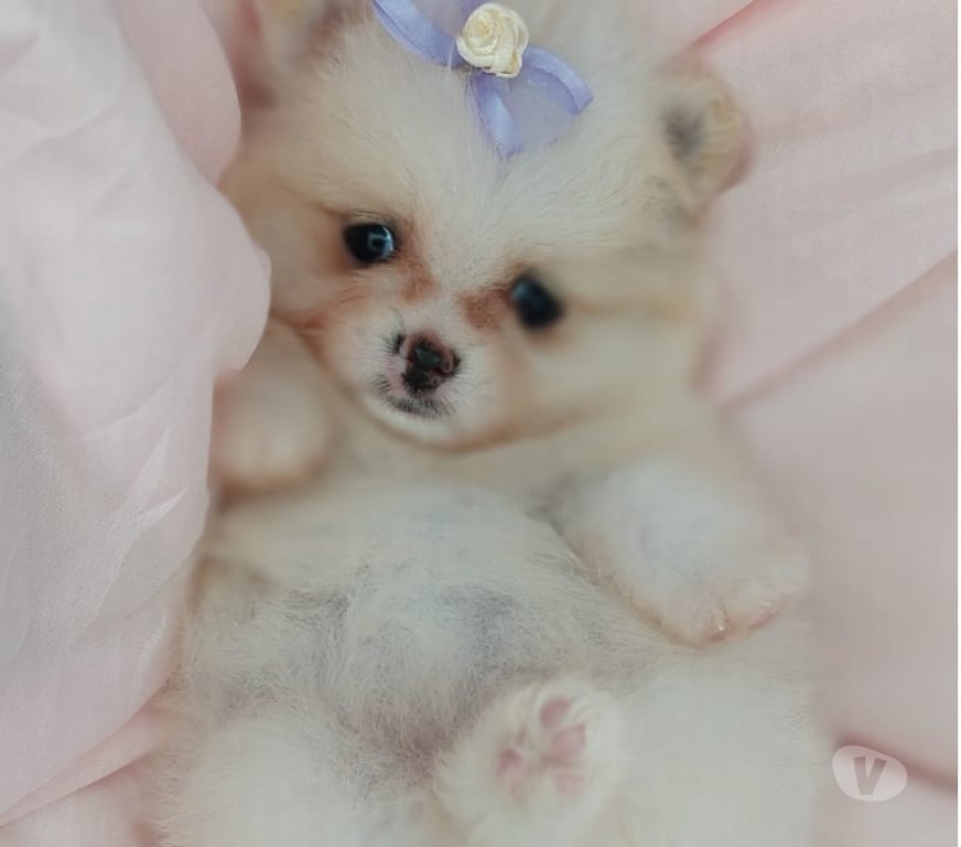 Animais Estimação à Venda Porto Alegre RS Porto Alegre Sul - Fotos para filhotes de lulu da pomerania com 45 dias