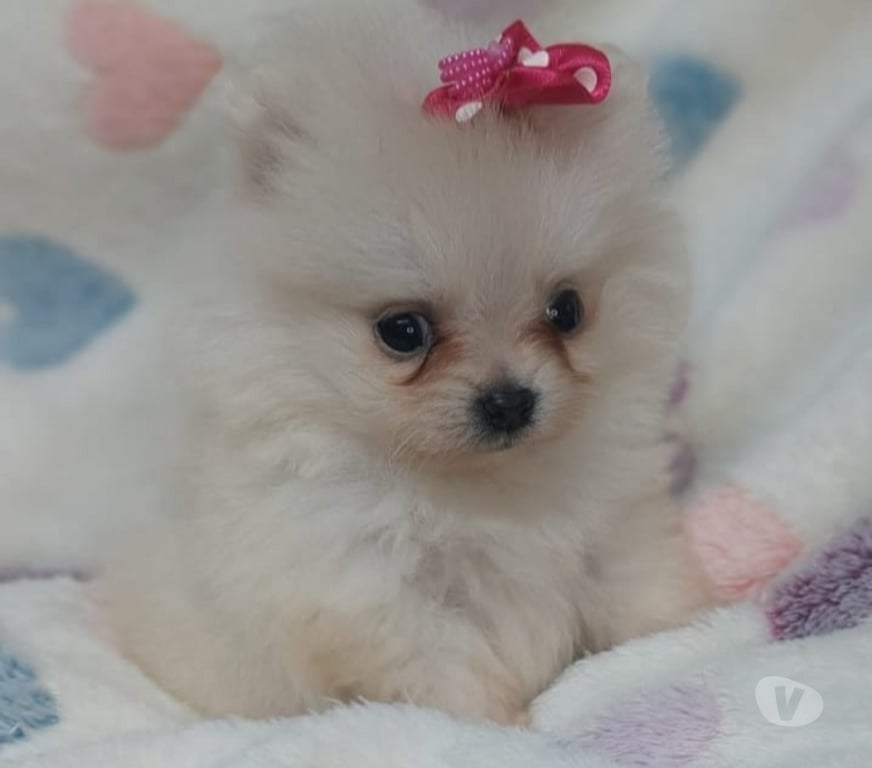 Animais Estimação à Venda Porto Alegre RS Porto Alegre Sul - Fotos para filhotes de lulu da pomerania com 45 dias