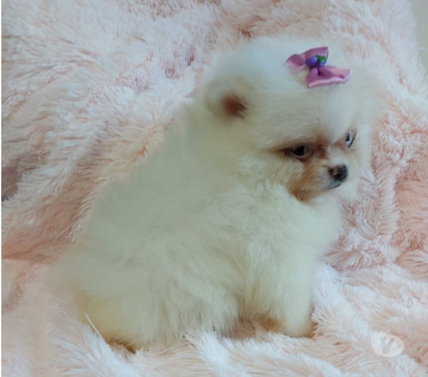 Animais Estimação à Venda Porto Alegre RS Porto Alegre Sul - Fotos para filhotes de lulu da pomerania com 45 dias