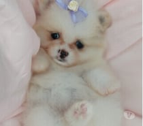 filhotes de lulu da pomerania com 45 dias