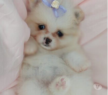 Animais estimação à venda Porto Alegre Sul Porto Alegre RS - Fotos para filhotes de lulu da pomerania com 45 dias