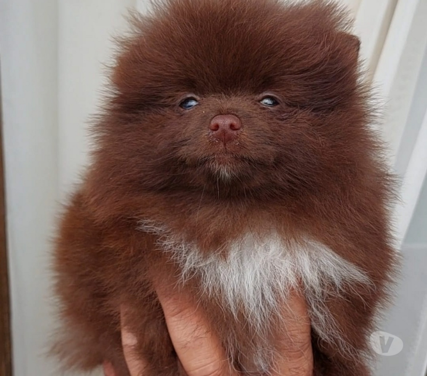 Animais Estimação à Venda Porto Alegre RS Porto Alegre Sul - Fotos para filhote lindissimos de lulu da pomerania
