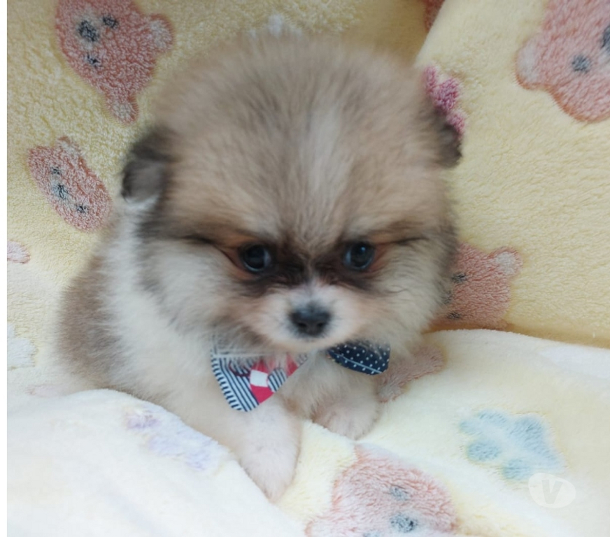 Animais Estimação à Venda Porto Alegre RS Porto Alegre Sul - Fotos para filhote lindissimos de lulu da pomerania