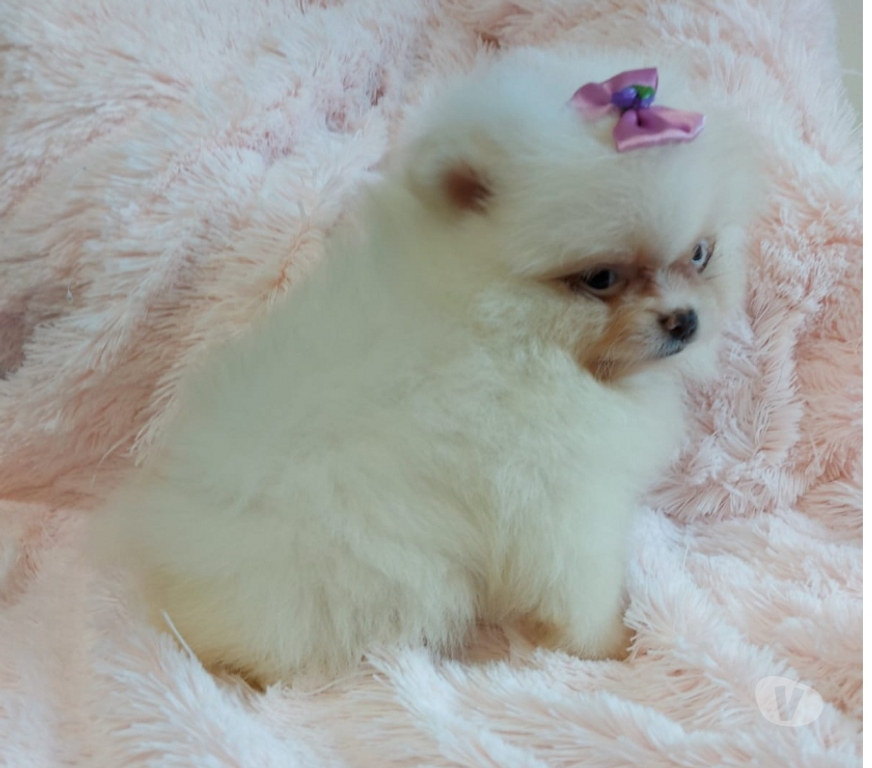 Animais Estimação à Venda Porto Alegre RS Porto Alegre Sul - Fotos para filhote lindissimos de lulu da pomerania