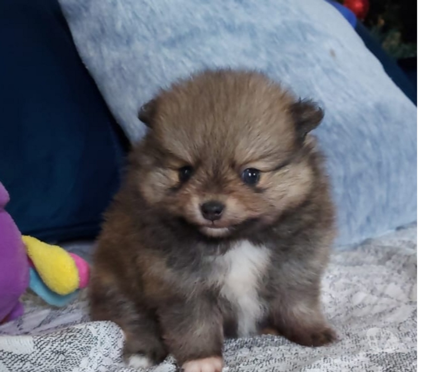 Animais Estimação à Venda Porto Alegre RS Porto Alegre Sul - Fotos para filhote lindissimos de lulu da pomerania