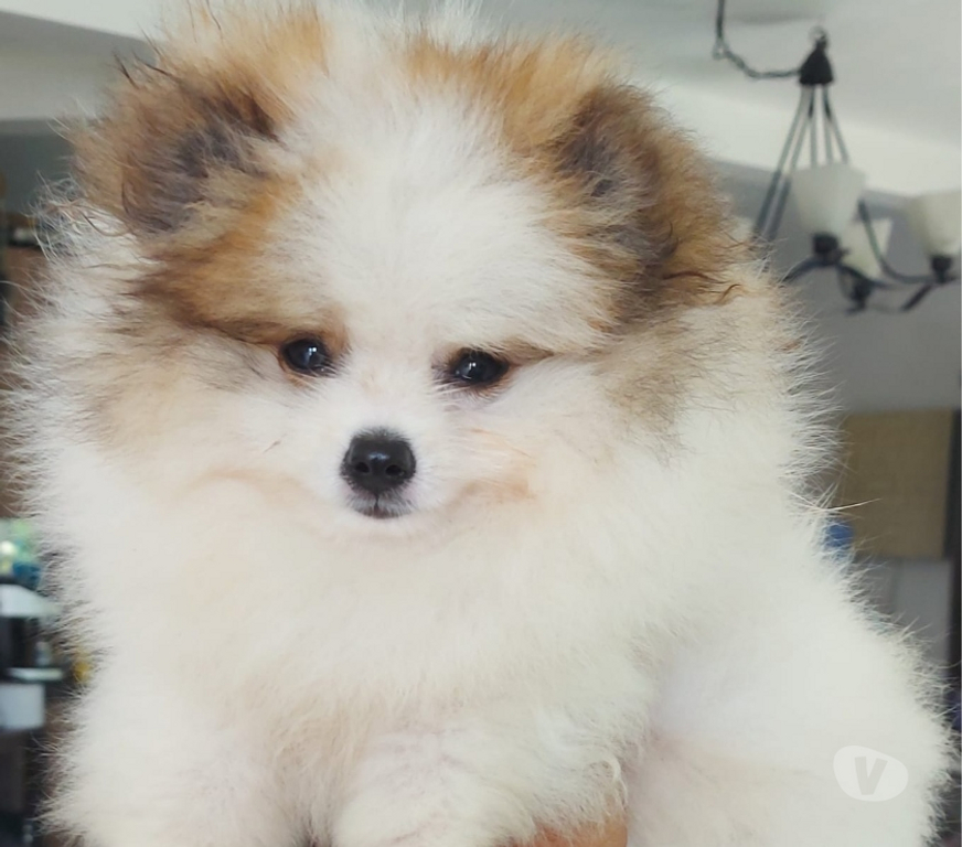 Animais Estimação à Venda Porto Alegre RS Porto Alegre Sul - Fotos para filhote lindissimos de lulu da pomerania