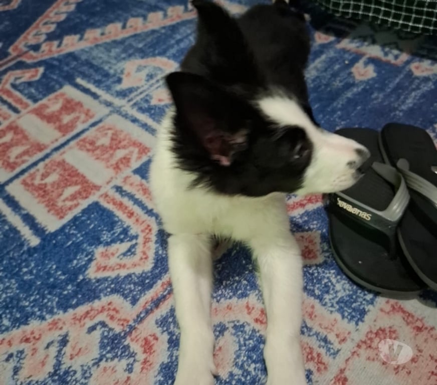Animais Estimação à Venda Sao Paulo SP Campo Limpo - Fotos para Filhote de Bonder collie