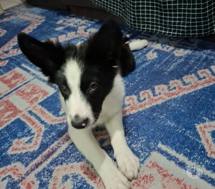 Animais Estimação à Venda Campo Limpo Sao Paulo SP - Fotos para Filhote de Bonder collie