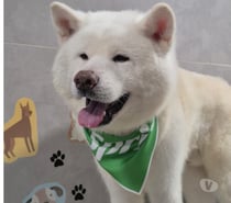 Doar Akita | Peter - 3 anos