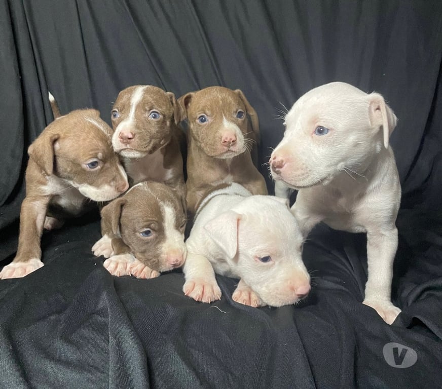 Animais Estimação à Venda Rio de Janeiro RJ Campo Grande, Rio de Janeiro - Fotos para Filhotes de pitbull puro