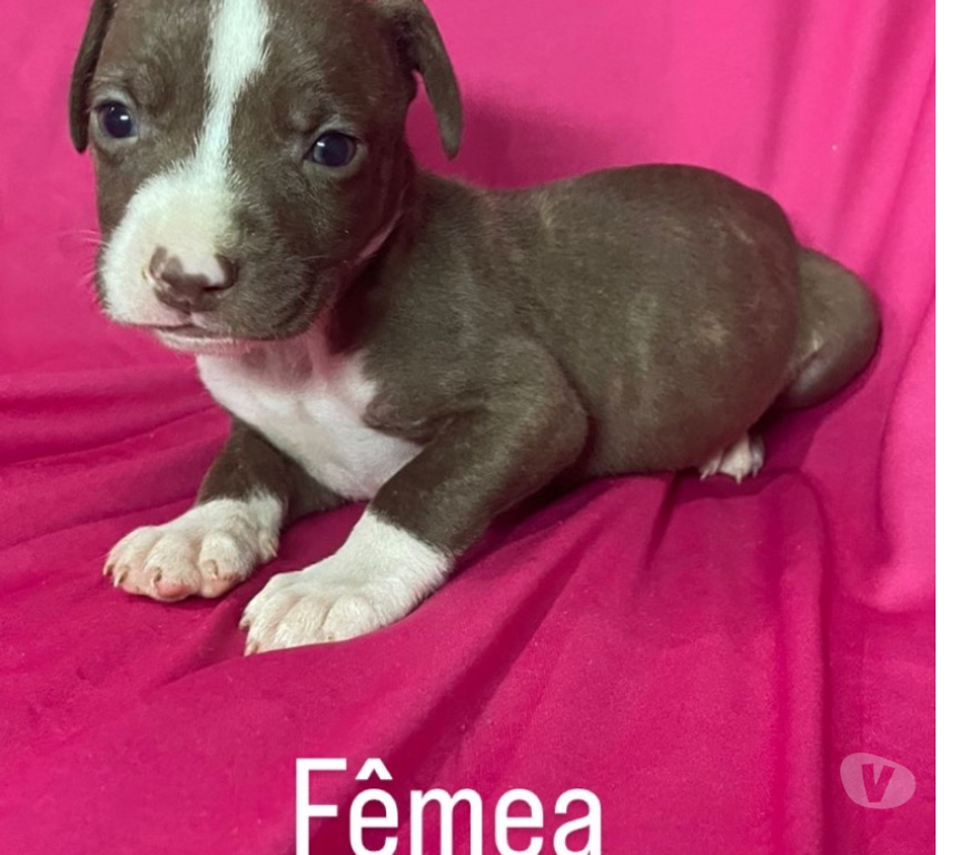 Animais Estimação à Venda Rio de Janeiro RJ Campo Grande, Rio de Janeiro - Fotos para Filhotes de pitbull puro