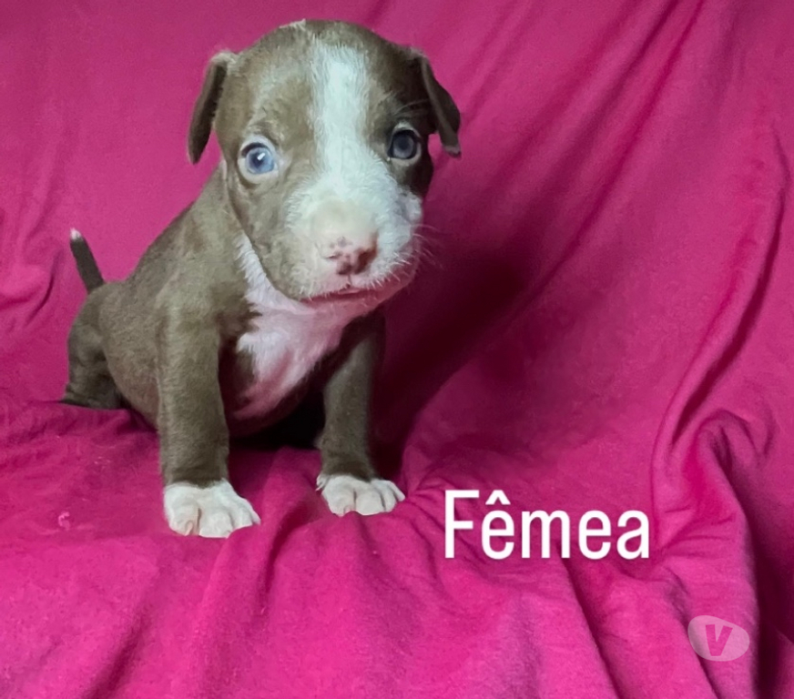Animais Estimação à Venda Rio de Janeiro RJ Campo Grande, Rio de Janeiro - Fotos para Filhotes de pitbull puro