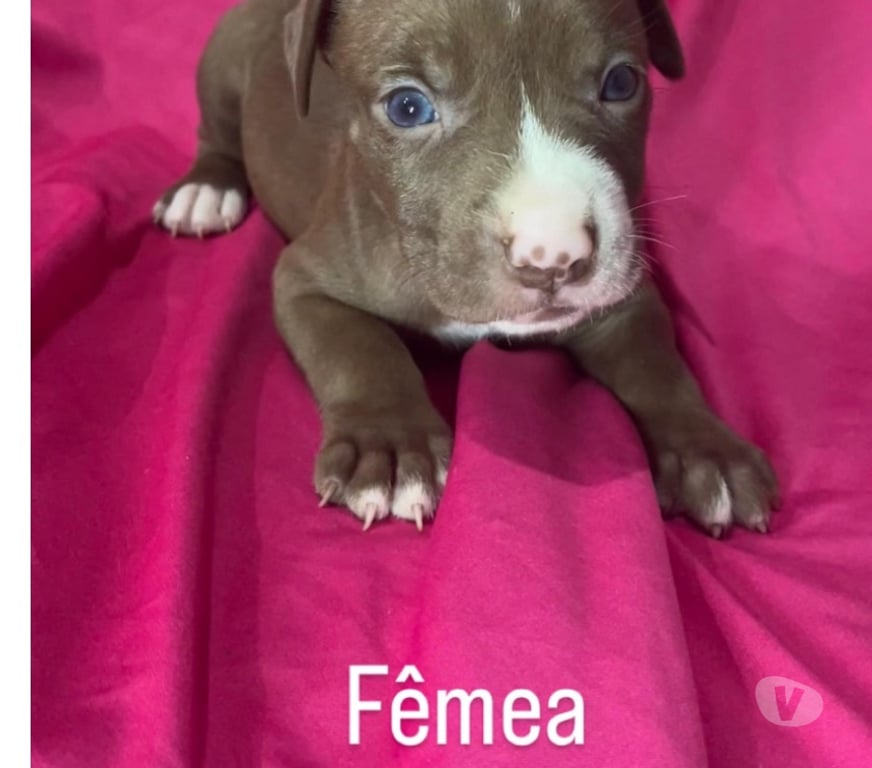 Animais Estimação à Venda Rio de Janeiro RJ Campo Grande, Rio de Janeiro - Fotos para Filhotes de pitbull puro
