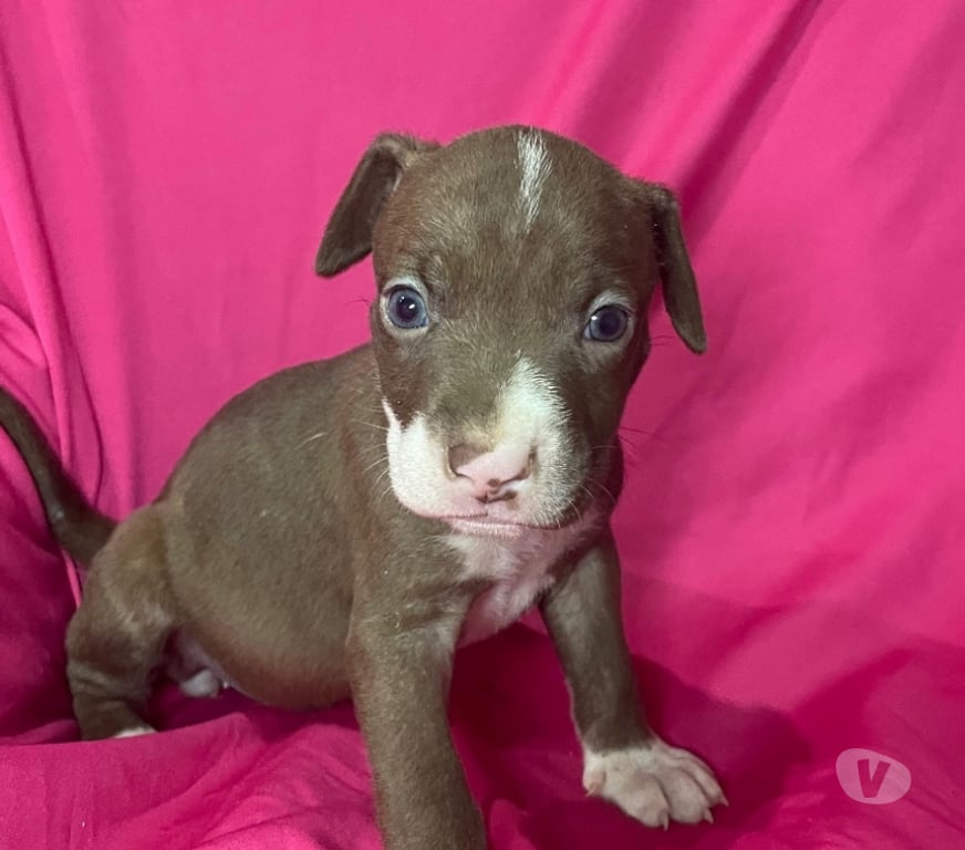 Animais Estimação à Venda Rio de Janeiro RJ Campo Grande, Rio de Janeiro - Fotos para Filhotes de pitbull puro