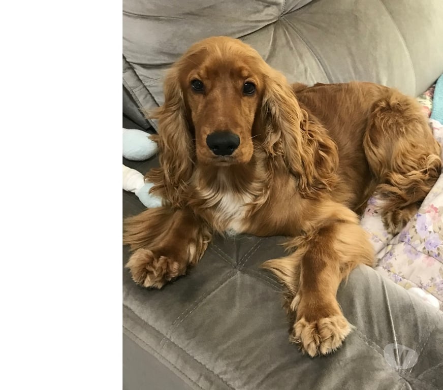 Animais Estimação à Venda Sao Paulo SP São Mateus - Fotos para Venda de Cocker Spaniel