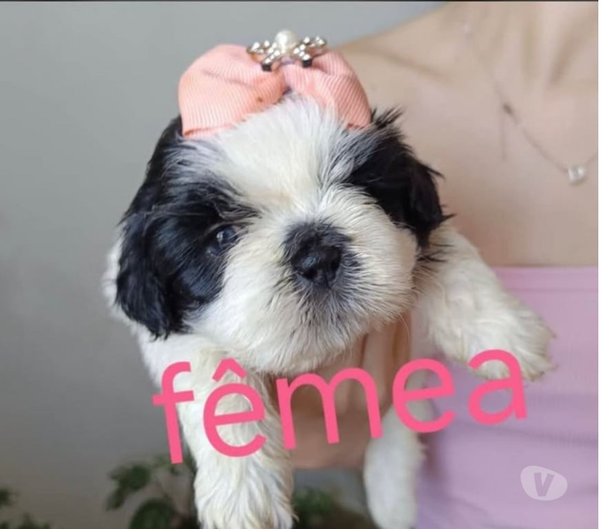 Animais Estimação à Venda Rio de Janeiro RJ Campo Grande, Rio de Janeiro - Fotos para Shitzu (macho e fêmea)