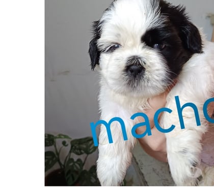 Animais Estimação à Venda Campo Grande, Rio de Janeiro Rio de Janeiro RJ - Fotos para Shitzu (macho e fêmea)