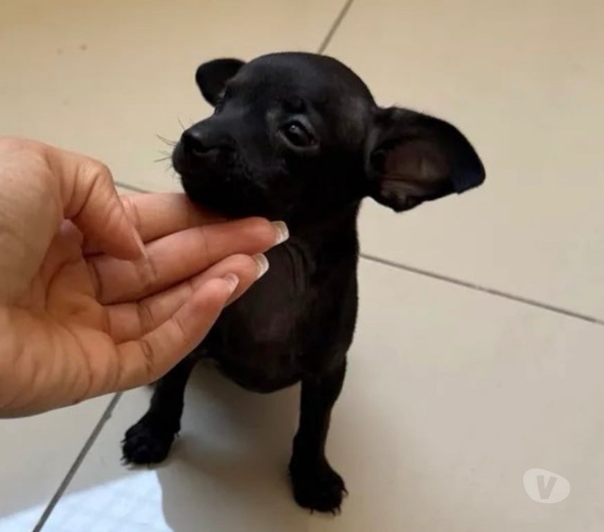 Animais Estimação à Venda Belo Horizonte MG Pampulha - Fotos para Pinscher Mini MACHO disponível!!!