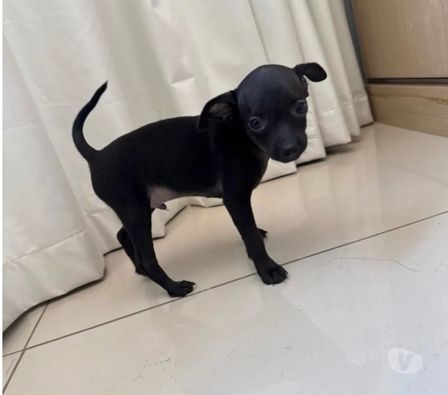 Animais Estimação à Venda Belo Horizonte MG Pampulha - Fotos para Pinscher Mini MACHO disponível!!!