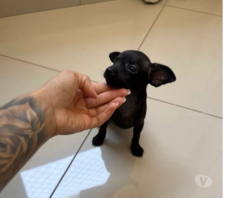 Animais Estimação à Venda Belo Horizonte MG Pampulha - Fotos para Pinscher Mini MACHO disponível!!!