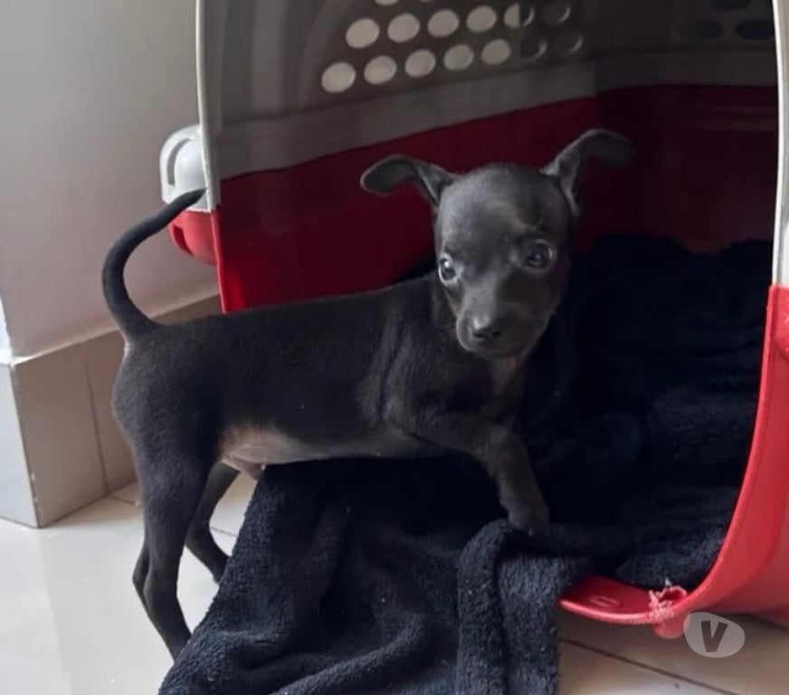 Animais Estimação à Venda Belo Horizonte MG Pampulha - Fotos para Pinscher Mini MACHO disponível!!!