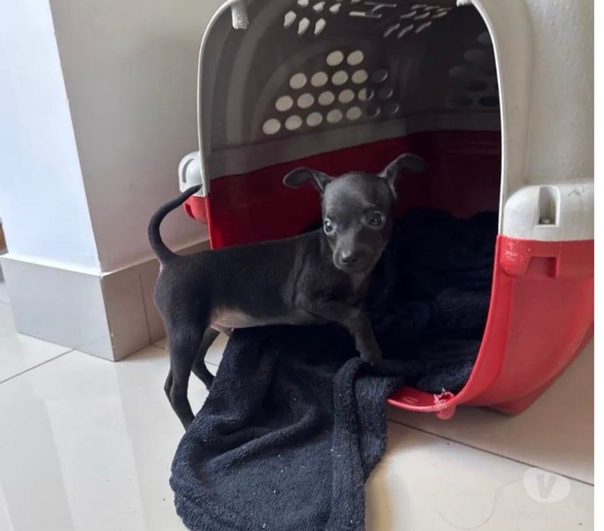 Animais Estimação à Venda Belo Horizonte MG Pampulha - Fotos para Pinscher Mini MACHO disponível!!!