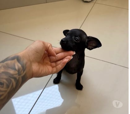 Animais Estimação à Venda Pampulha Belo Horizonte MG - Fotos para Pinscher Mini MACHO disponível!!!