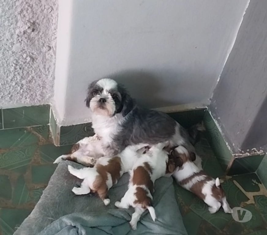 Animais Estimação à Venda Amparo SP - Fotos para Lindos filhotes de Shih Tzu