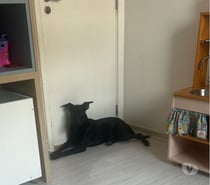 FILHOTE DE 7 MESES SEM RAÇA