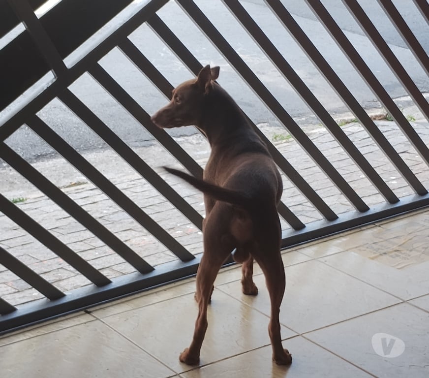 Adoção Animais de Estimação Sao Paulo SP Aricanduva - Fotos para Doação de Lindo cachorro