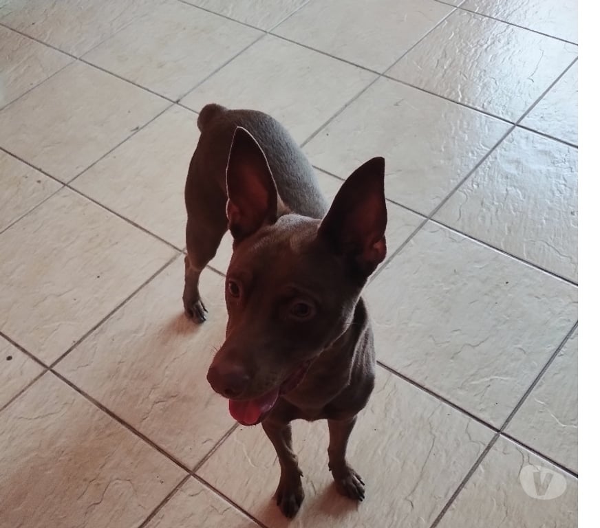 Adoção Animais de Estimação Sao Paulo SP Aricanduva - Fotos para Doação de Lindo cachorro