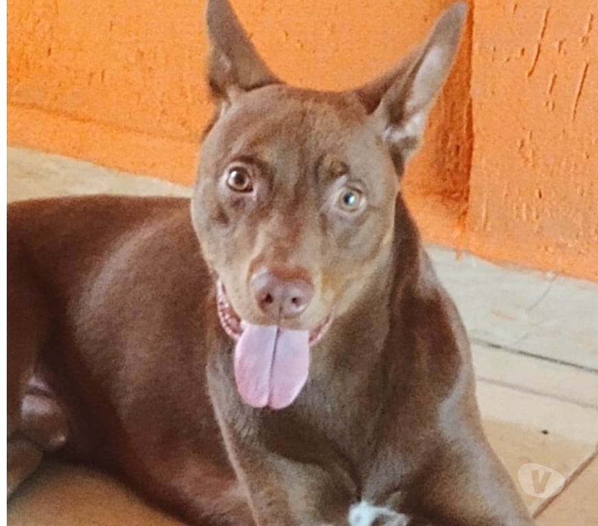 Adoção Animais de Estimação Sao Paulo SP Aricanduva - Fotos para Doação de Lindo cachorro