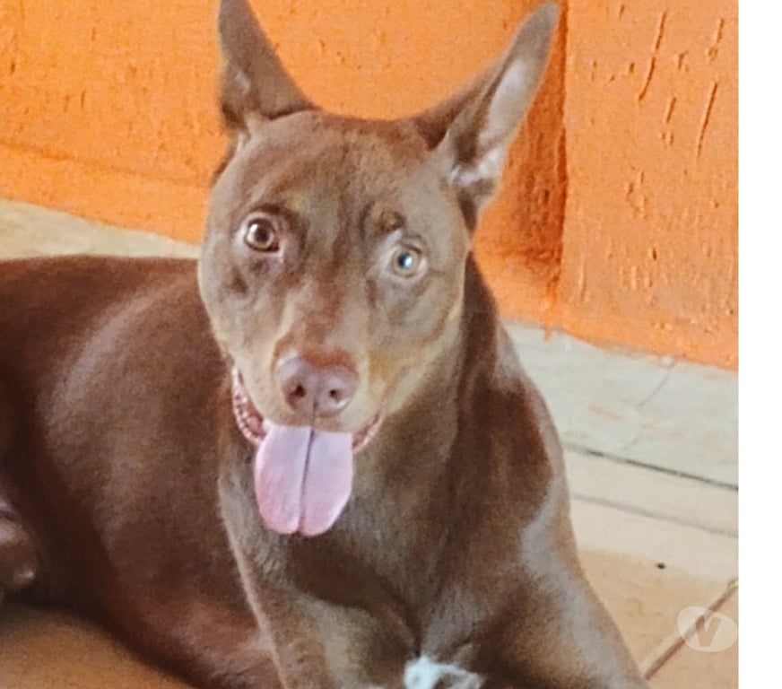 Adoção Animais de Estimação Sao Paulo SP Aricanduva - Fotos para Doação de Lindo cachorro