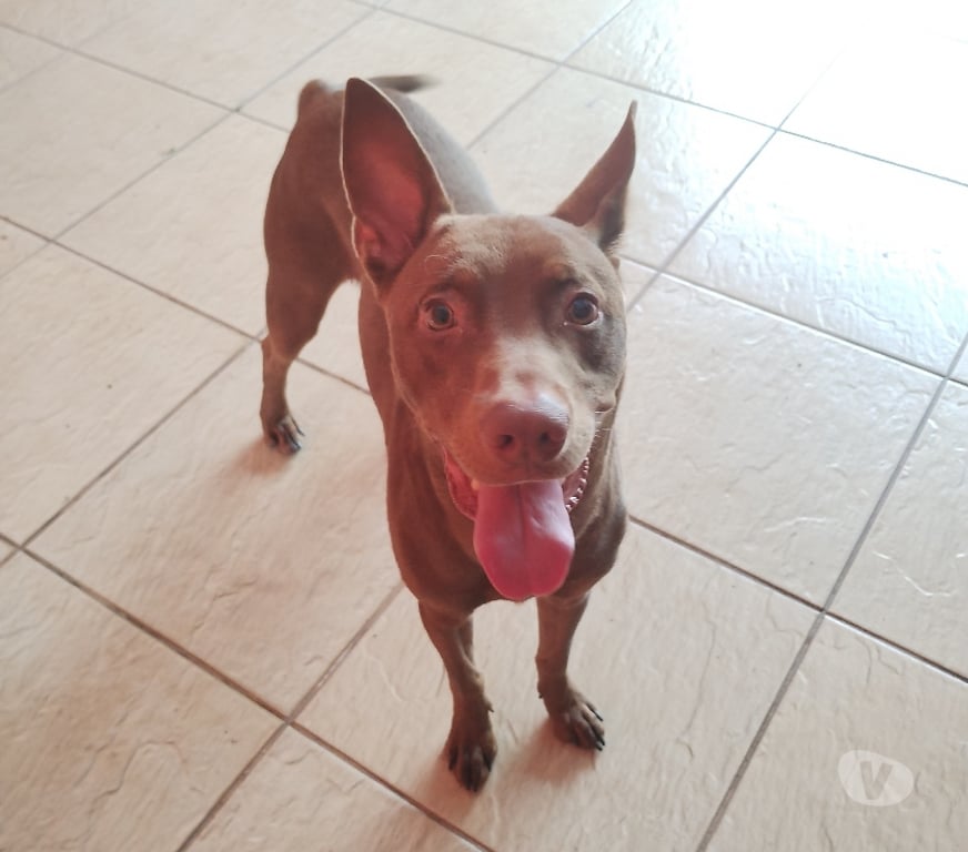 Adoção Animais de Estimação Sao Paulo SP Aricanduva - Fotos para Doação de Lindo cachorro