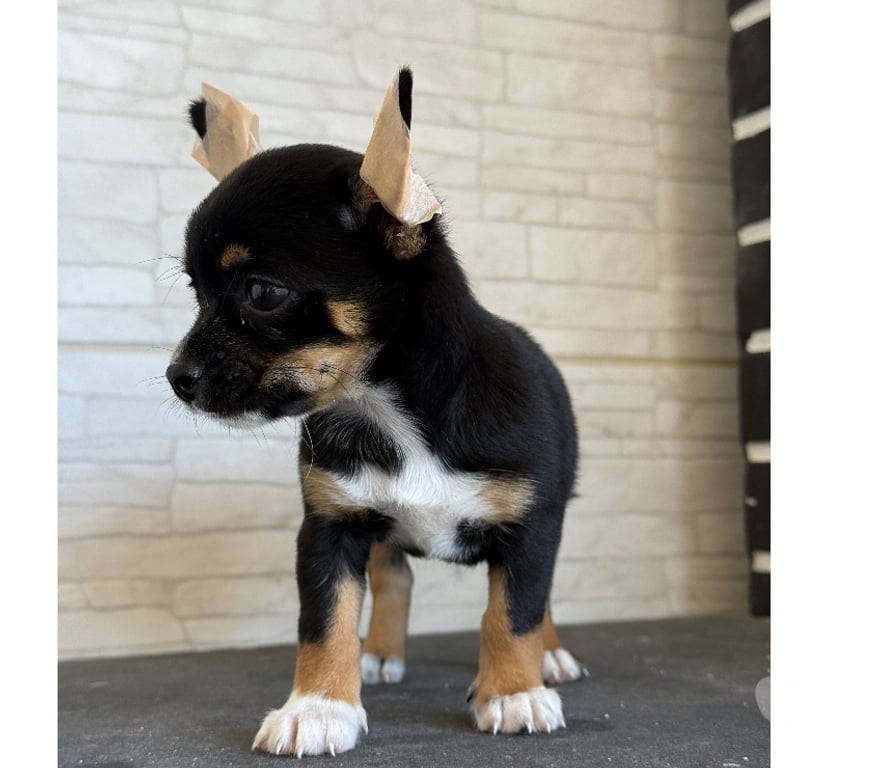 Animais Estimação à Venda Caxias RJ - Fotos para Venda de chihuahua macho