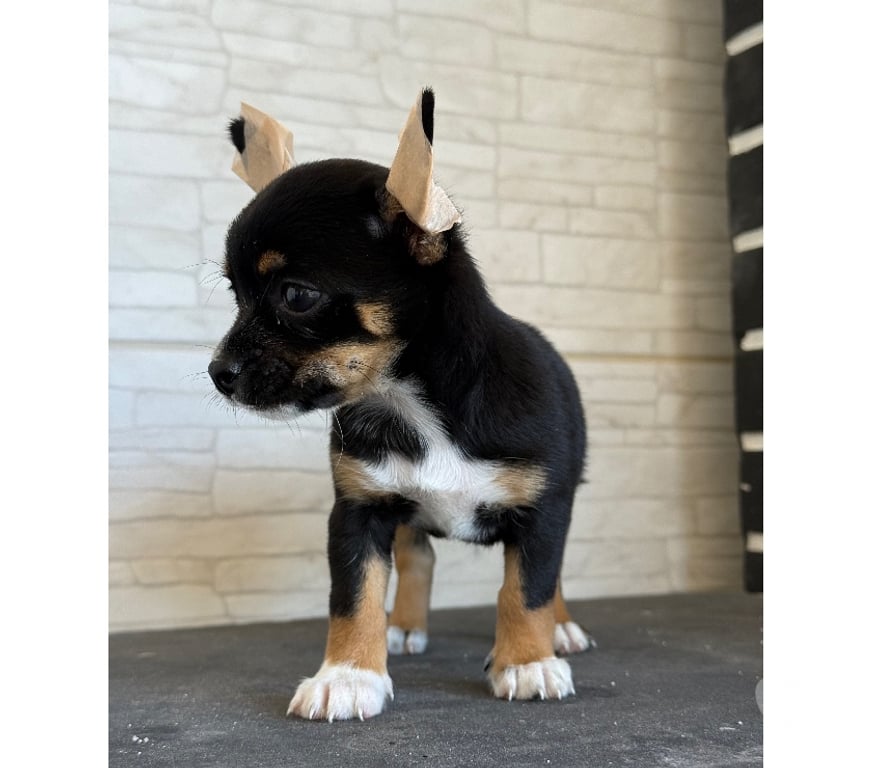 Animais Estimação à Venda Caxias RJ - Fotos para Venda de chihuahua macho