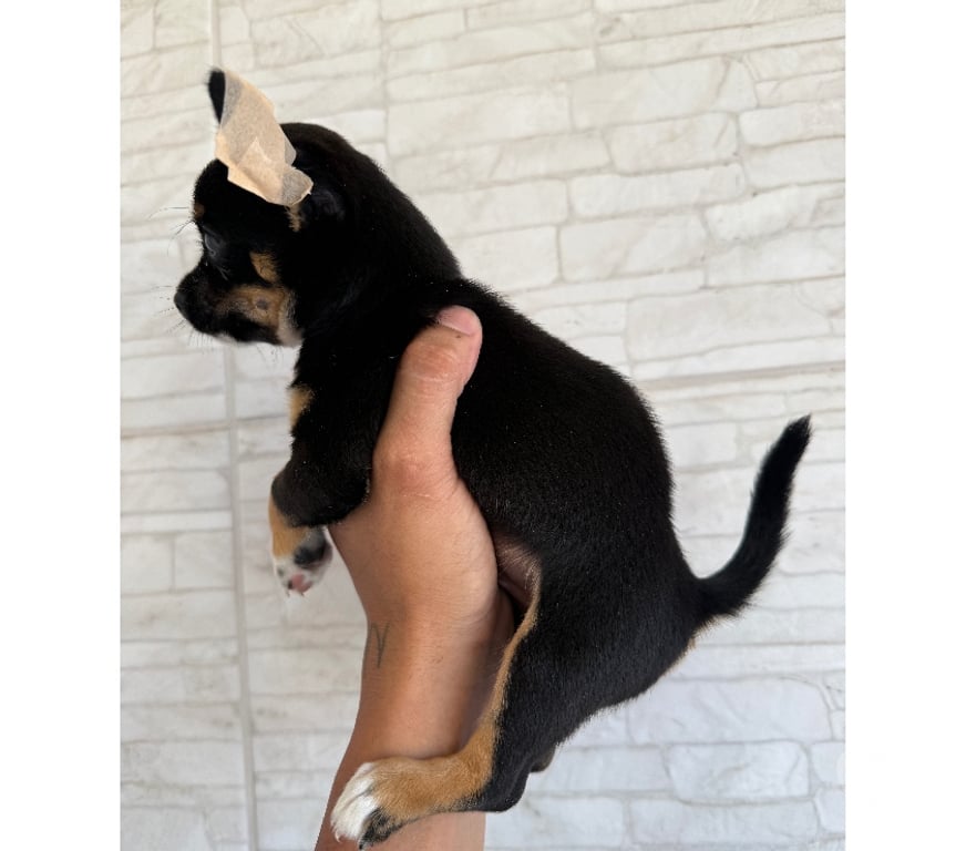 Animais Estimação à Venda Caxias RJ - Fotos para Venda de chihuahua macho