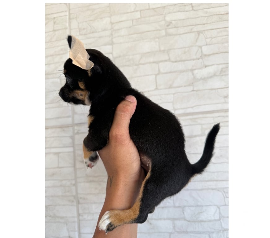 Animais Estimação à Venda Caxias RJ - Fotos para Venda de chihuahua macho